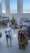 ilana_kotlovker Altpins Profile Picture