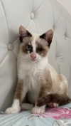 ilana_kotlovker Altpins Profile Picture