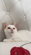 ilana_kotlovker Altpins Profile Picture
