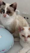 ilana_kotlovker Altpins Profile Picture