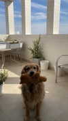 ilana_kotlovker Altpins Profile Picture