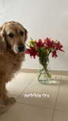 ilana_kotlovker Altpins Profile Picture