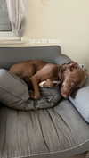 ilana_kotlovker Altpins Profile Picture