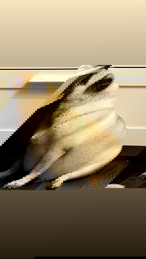 ira_dash_ image ~ Altpins