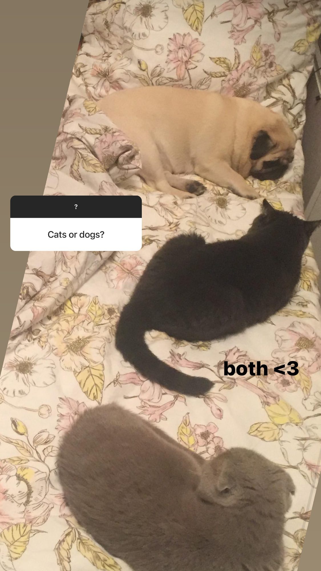 ira_dash_ instagram image archive image