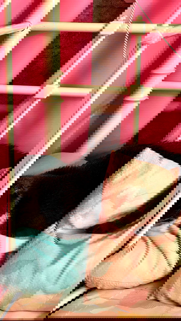 ira_dash_ image ~ Altpins