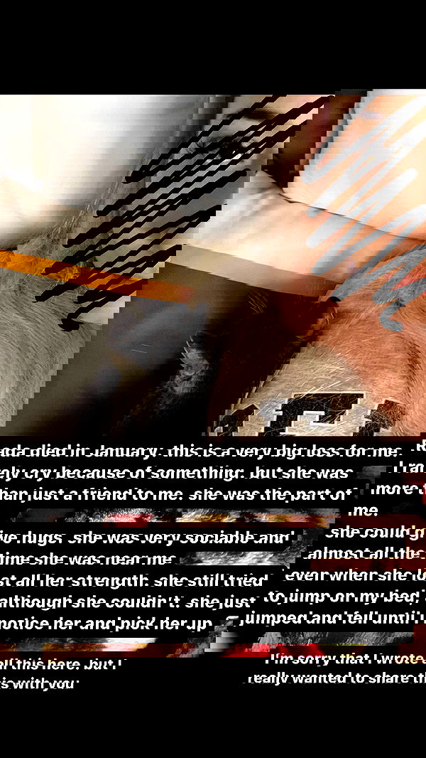 ira_dash_ image ~ Altpins