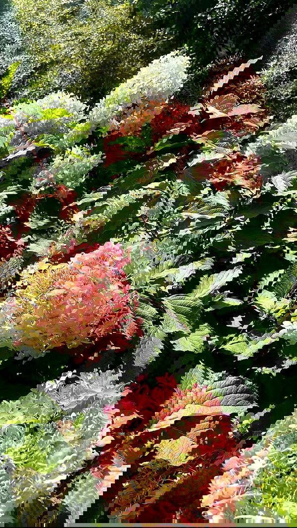 ira_dash_ image ~ Altpins