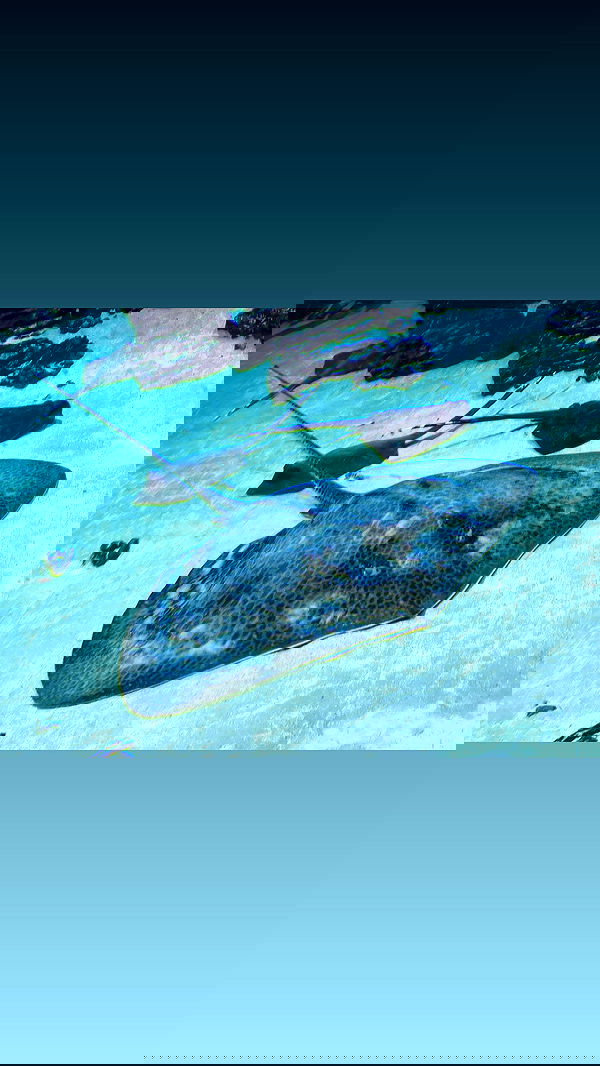 ira_dash_ image ~ Altpins