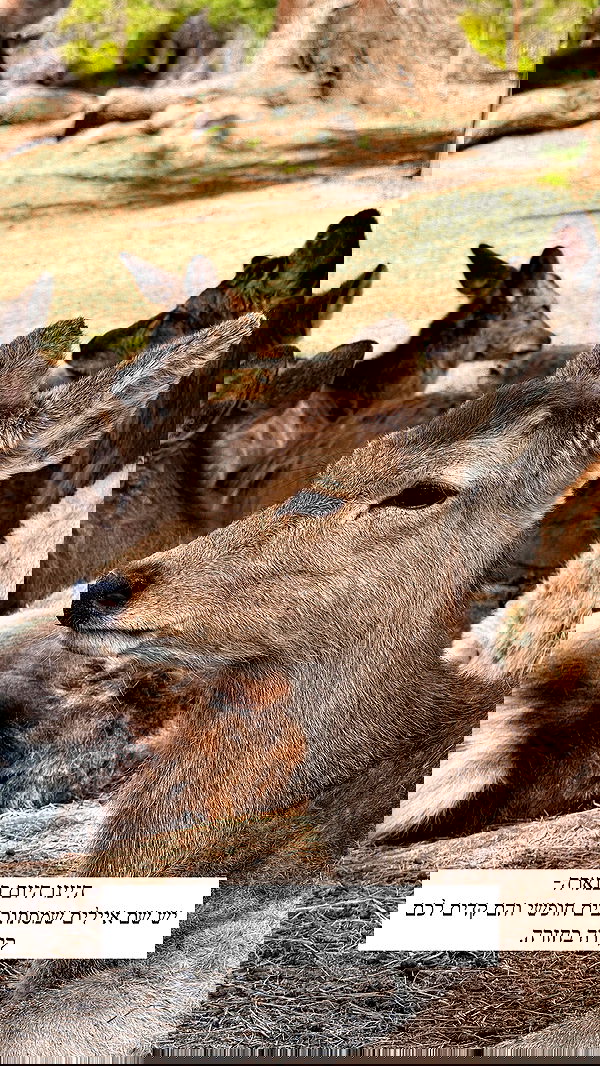 itsilanosh itsilanosh archive image