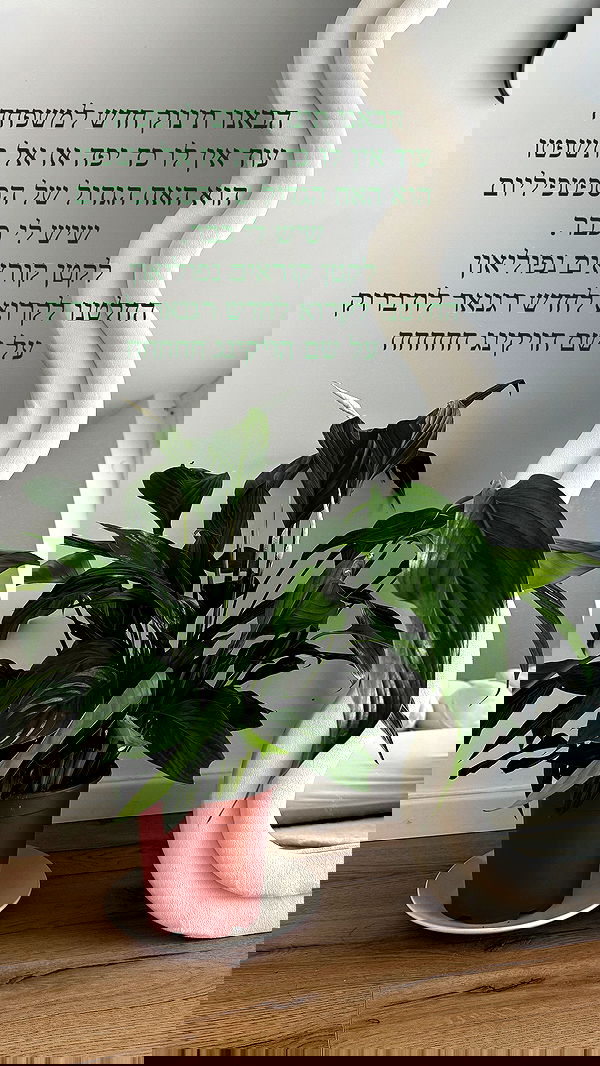 itsilanosh itsilanosh archive image