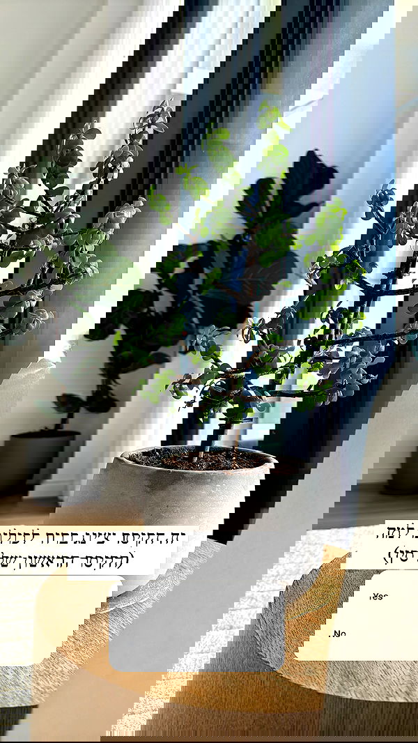 itsilanosh itsilanosh archive image