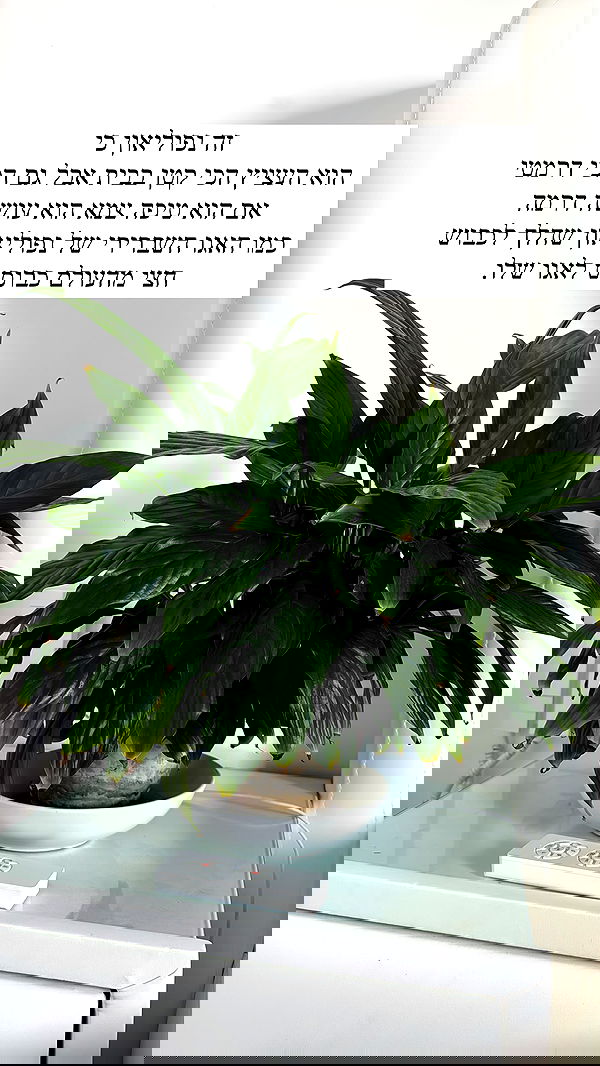 itsilanosh itsilanosh archive image