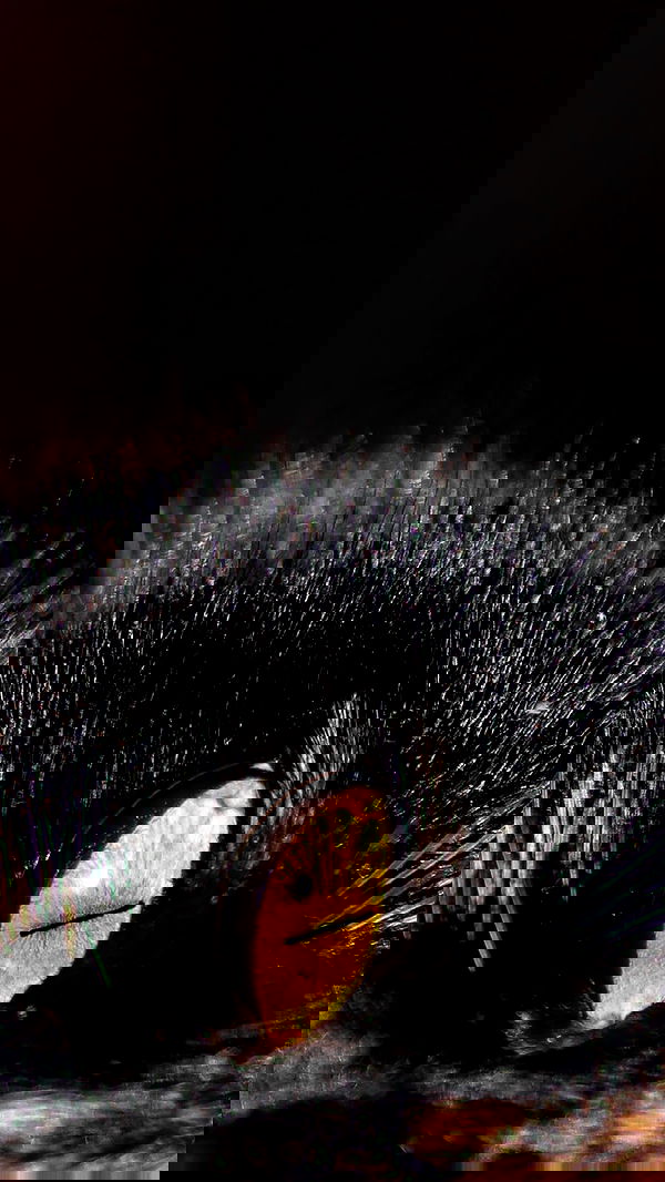 itsilanosh itsilanosh archive image