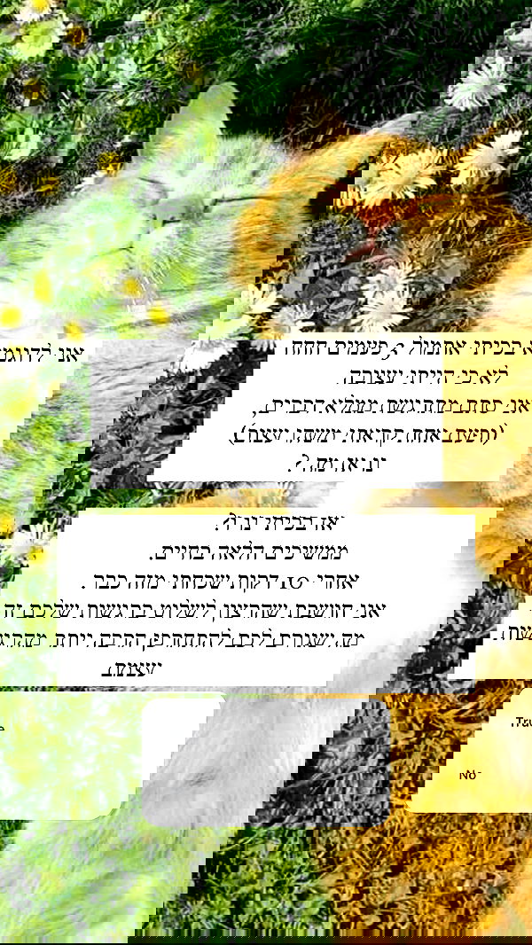 itsilanosh itsilanosh archive image