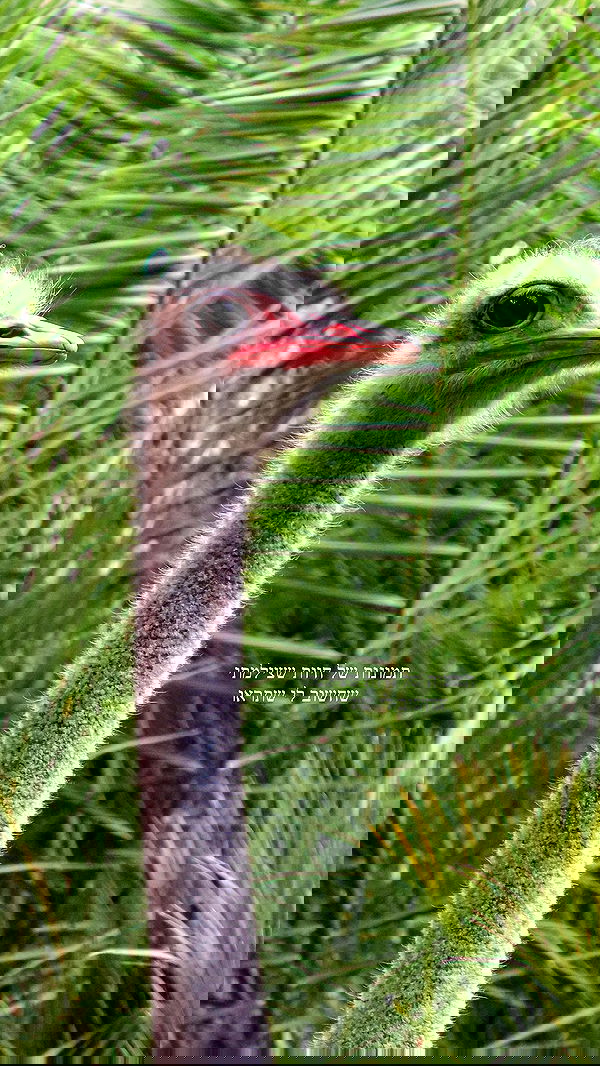 itsilanosh itsilanosh archive image