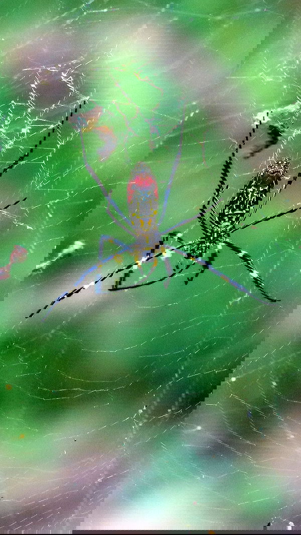 itsilanosh itsilanosh archive image