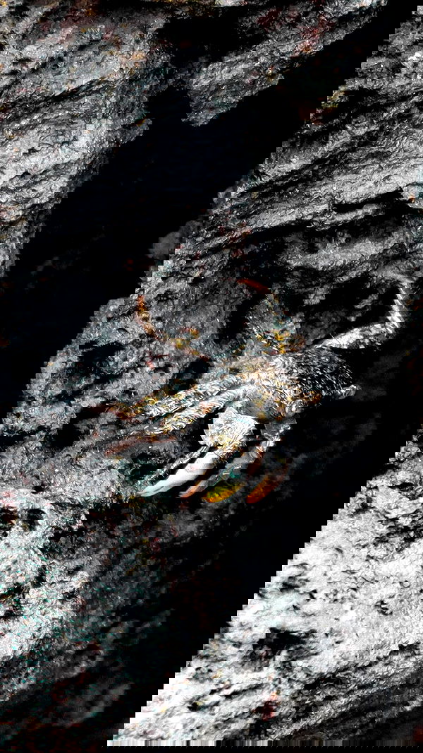 itsilanosh itsilanosh archive image