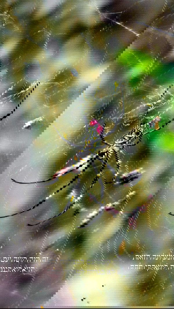 itsilanosh itsilanosh archive image