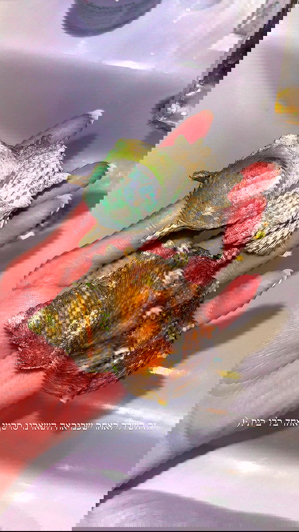 itsilanosh itsilanosh archive image