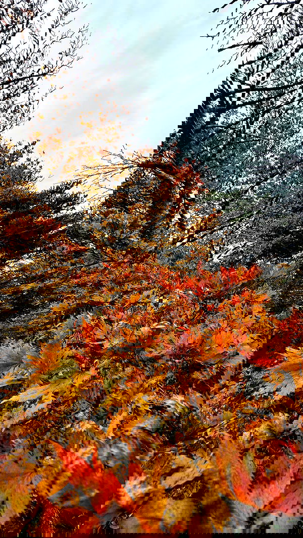 itsilanosh itsilanosh archive image