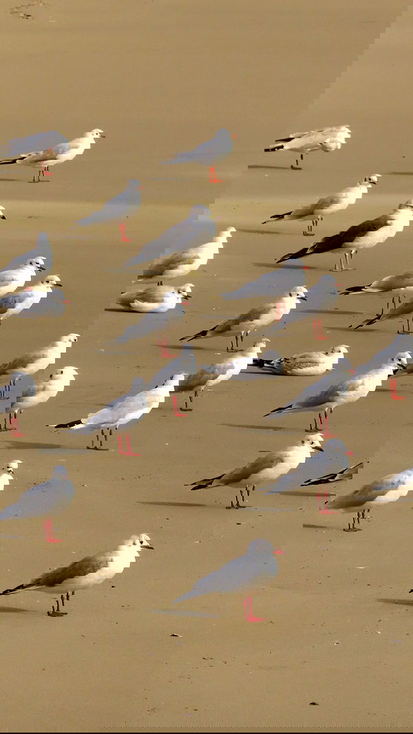 itsilanosh itsilanosh archive image