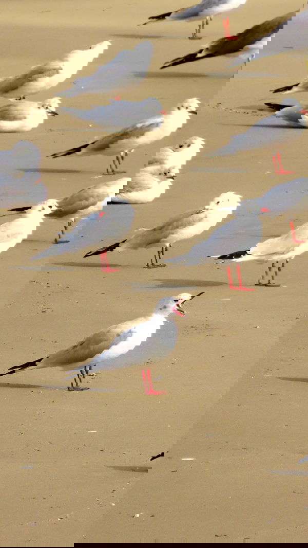 itsilanosh itsilanosh archive image