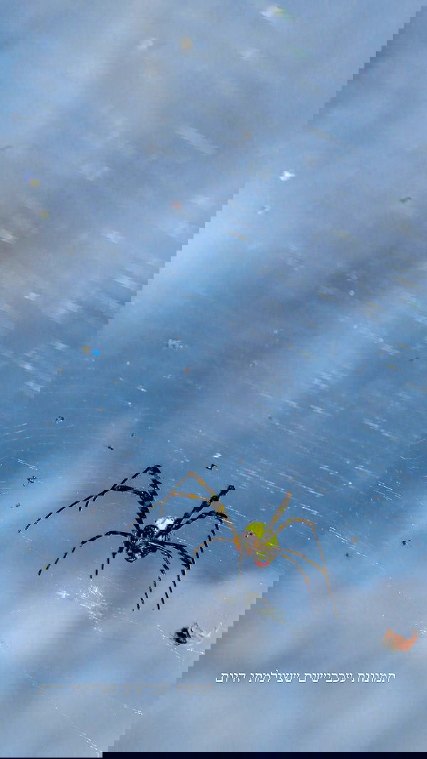 itsilanosh itsilanosh archive image