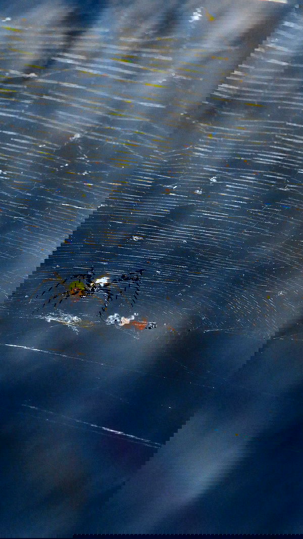 itsilanosh itsilanosh archive image