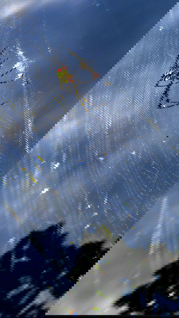 itsilanosh itsilanosh archive image