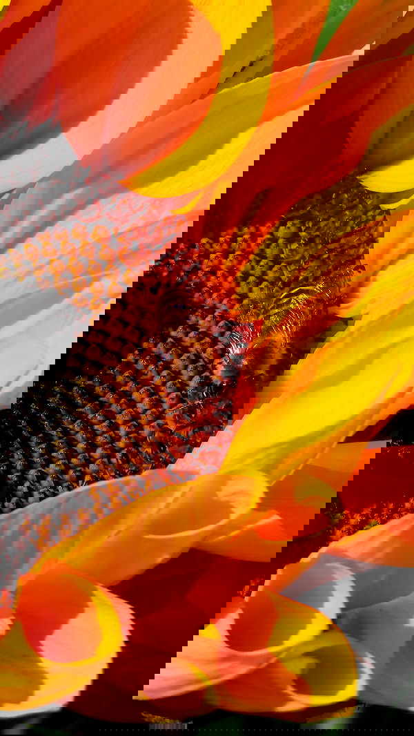 itsilanosh itsilanosh archive image