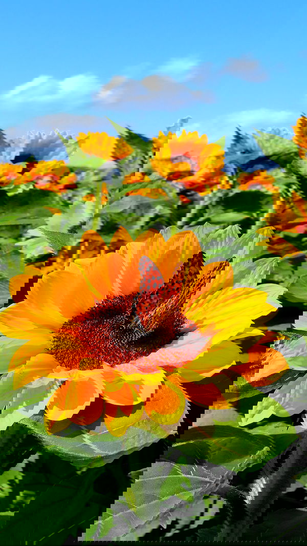 itsilanosh itsilanosh archive image