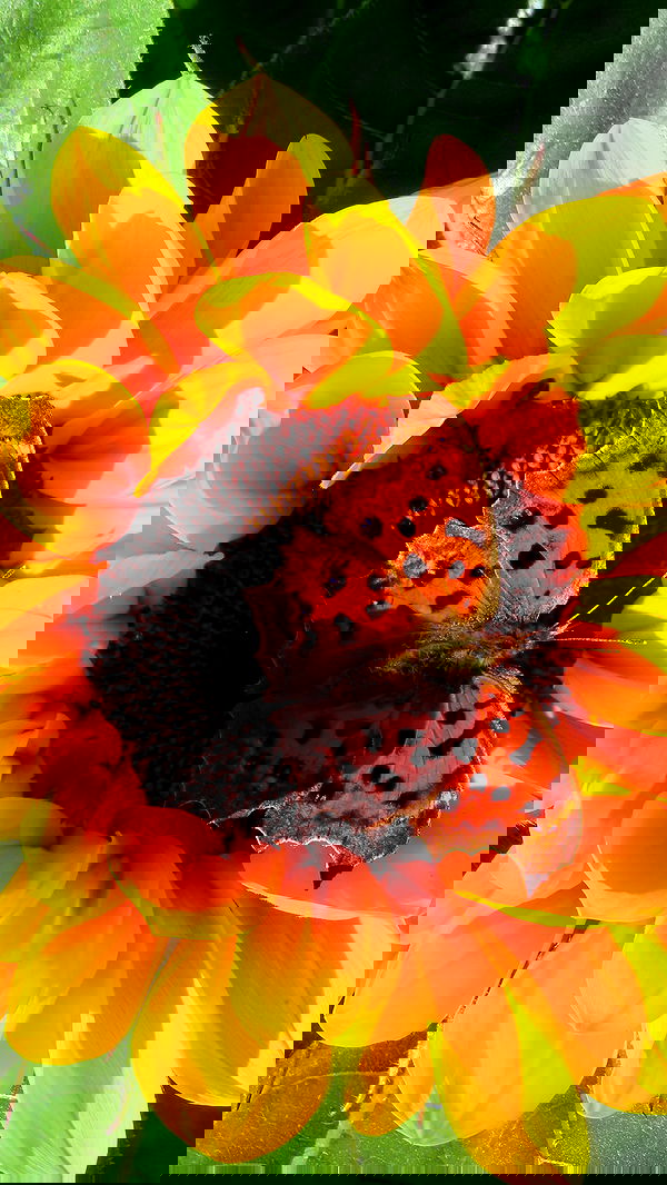 itsilanosh itsilanosh archive image