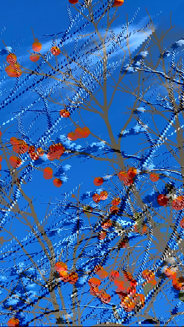 itsilanosh itsilanosh archive image