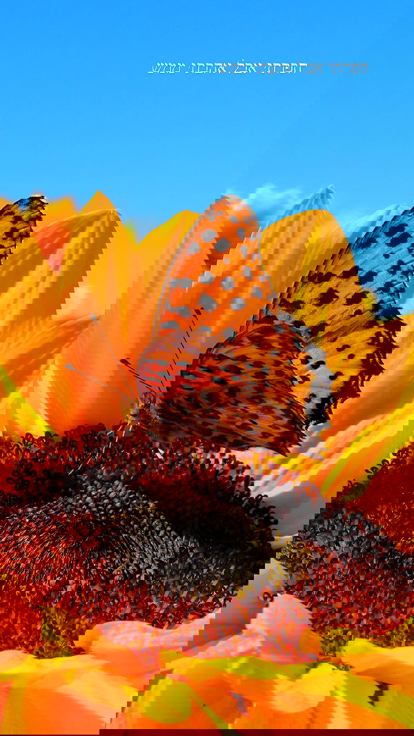 itsilanosh itsilanosh archive image