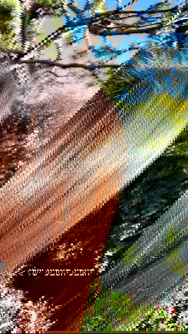 itsilanosh itsilanosh archive image