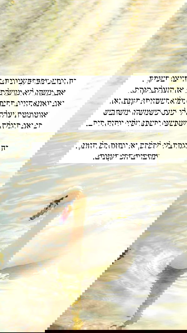 itsilanosh itsilanosh archive image