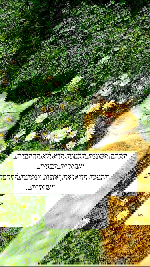 itsilanosh itsilanosh archive image