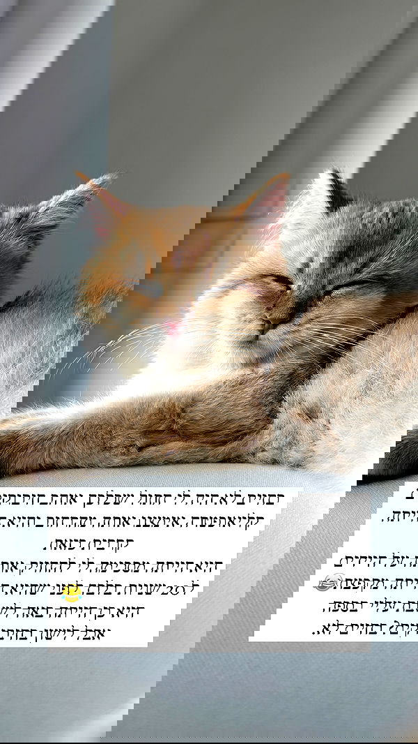 itsilanosh itsilanosh archive image