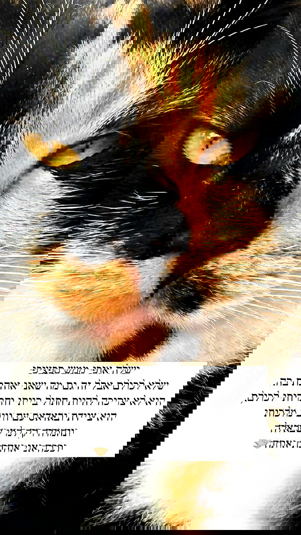 itsilanosh itsilanosh archive image