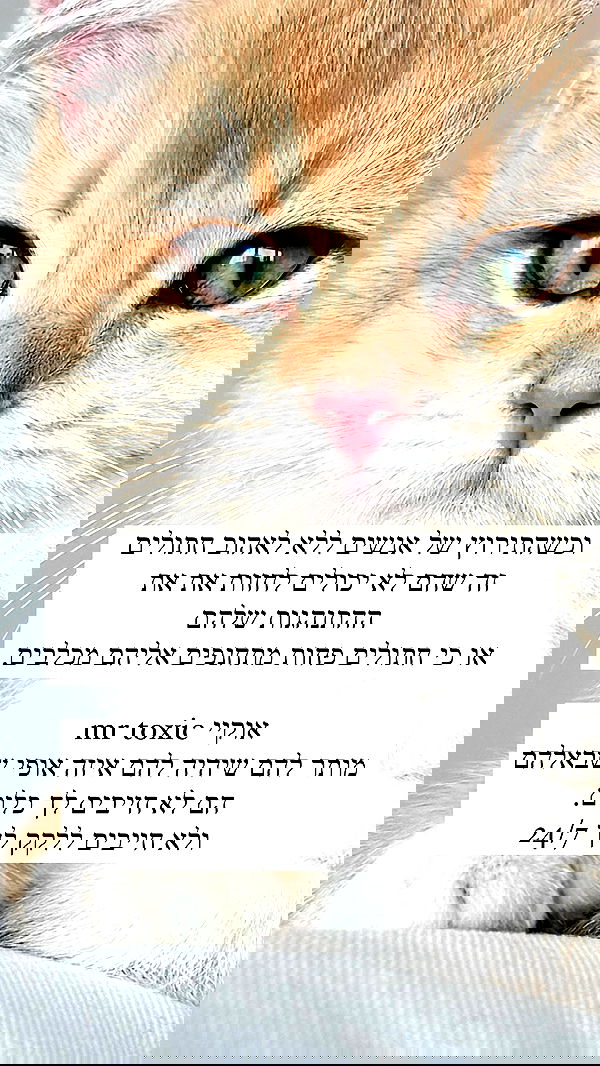 itsilanosh itsilanosh archive image