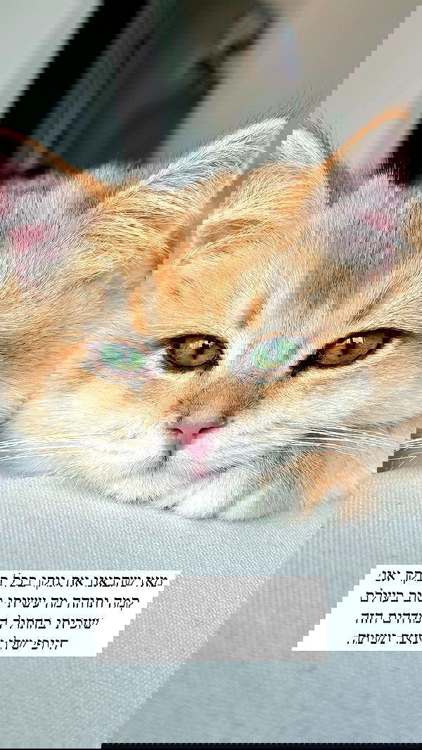 itsilanosh itsilanosh archive image