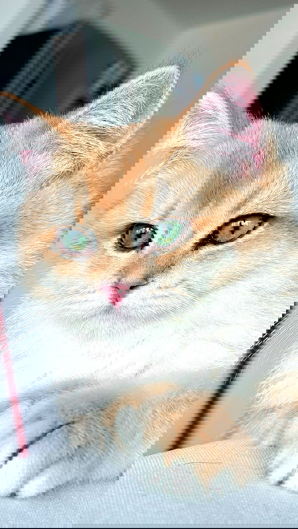 itsilanosh itsilanosh archive image