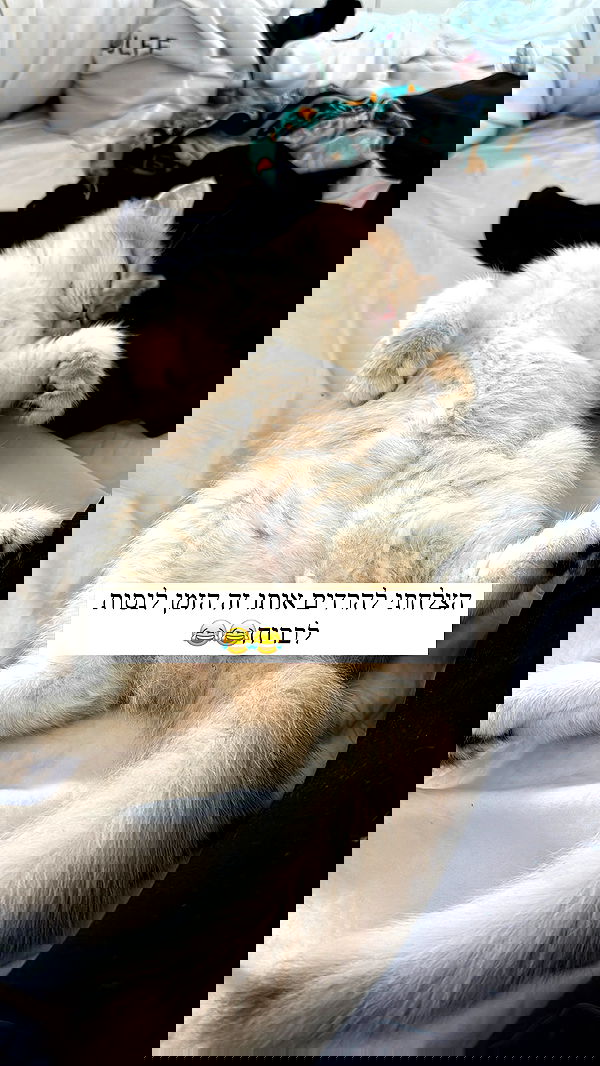 itsilanosh itsilanosh archive image