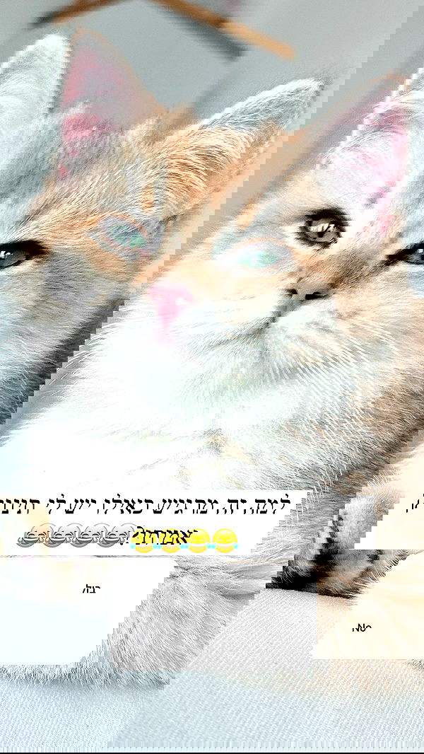 itsilanosh itsilanosh archive image