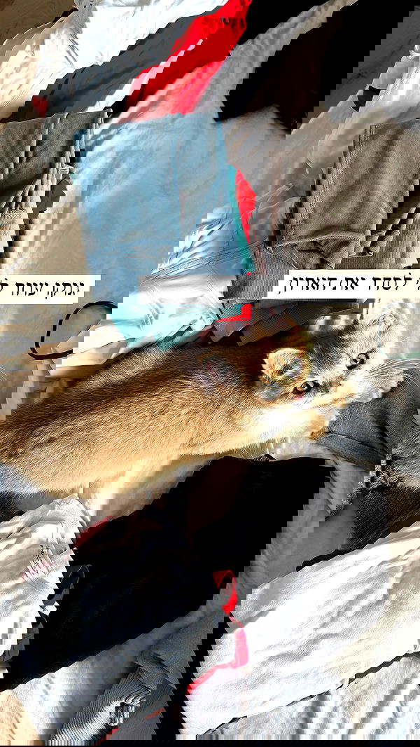 itsilanosh itsilanosh archive image