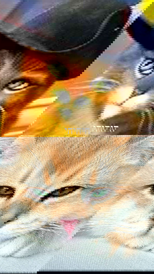 itsilanosh itsilanosh archive image