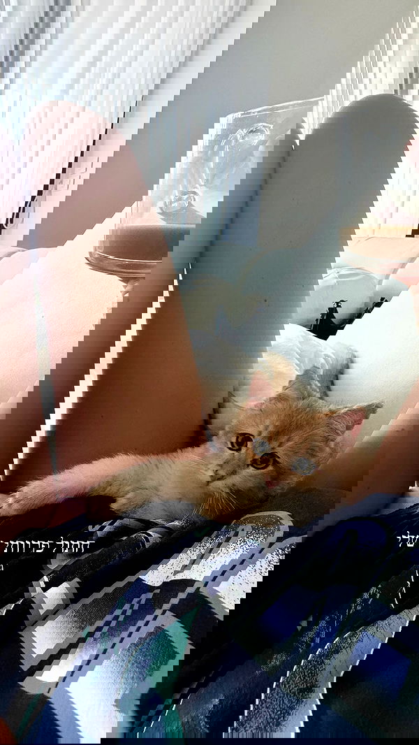 itsilanosh itsilanosh archive image