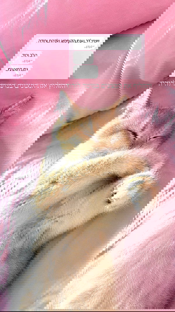 itsilanosh itsilanosh archive image