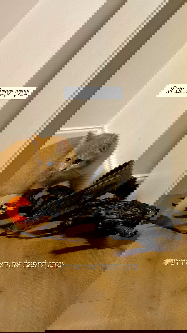 itsilanosh itsilanosh archive image